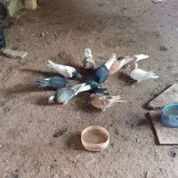 کبوتر نر ماده مست آماده تخم گزاری