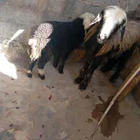 میش و بره|حیوانات مزرعه|مسجد سلیمان, |دیوار