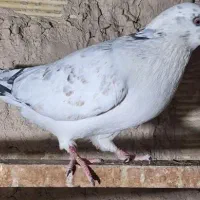 کفتر گمشده
