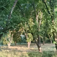 باغ گردو به صورت کنترات