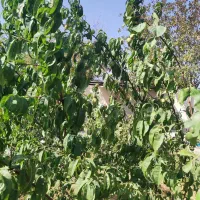 فروش باغچه 850 متری|فروش زمین و ملک کلنگی|رباط‌کریم, انجم آباد|دیوار