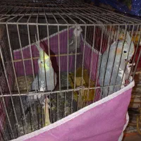 ۳ عدد عروس هلندی با قفس و لوازم