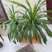 گلدان گل پاندانوس زیبا|گل و گیاه طبیعی|مشهد, احمدآباد|دیوار