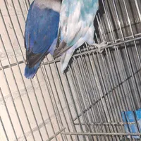طوطی عروس هلندی مولد ضمانتی خونگی|پرنده|رفسنجان, |دیوار