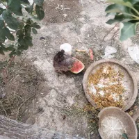 دو عدد مرغ ویک عددخروس در فلاورجان
