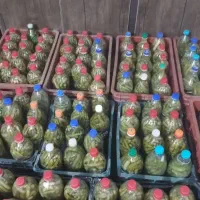 فروش بطری خیارشور خوشمزه وفرد اعلا  ترشی‌ه
