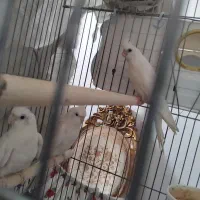 عروس هلندی|پرنده|جوادآباد, |دیوار