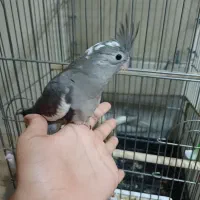 عروس هلندی دست|پرنده|تهران, شهید فکوری|دیوار