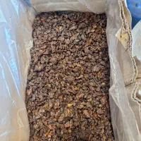 کشمش افتابی وپا درختی|خوردنی و آشامیدنی|پاکدشت, پاکدشت (مامازند)|دیوار