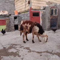 قوچ|حیوانات مزرعه|الشتر, |دیوار