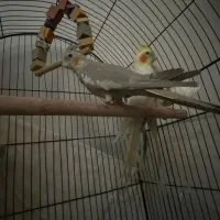 یکجفت عروس و دو عدد جوجه نژاد دار بلند کشیده باقفس