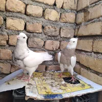 طوقی دمسفید دمسیاه کله الماسی پرشی گرگی کله دمبی