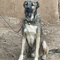 گمشده محدوده باشگاه اسب سواری میلاد نور