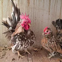 مرغ و خروس جاپنیز چاکلت موتلد