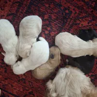 سگ میکسه شیتزو پامر