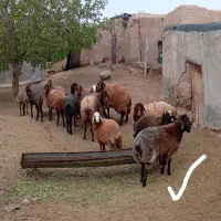 قوچ‌شناسنامه‌دار‌همو