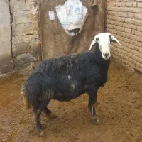 گوسفند|حیوانات مزرعه|میاندوآب, |دیوار