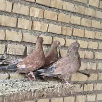 کله ای دوجفت