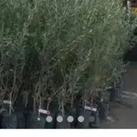 نهالستان رویال رونق و ممتاز رونق با درختان خشک
