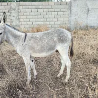 الاغ نر|حیوانات مزرعه|فراغی, |دیوار