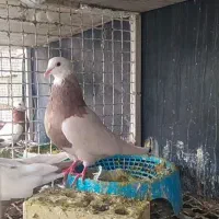 طوق سرکه ای بی نقص|پرنده|بهبهان, |دیوار