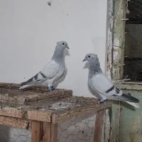 کفتر کبوتر جوجه شامی دم سفید