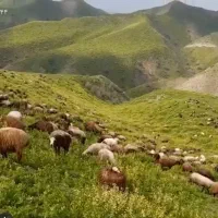 بره نره سوپر چاق سرک دار