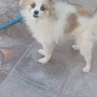 سگ پامر|سگ|بم, |دیوار