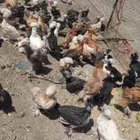 جوجه برهما گلین امپراطور سالم نژاد دار زینتی