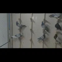 ۸۰تا کفتر جنگده شب روز ندارن همه پلاکی ابلغ