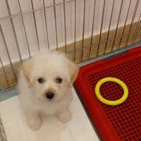 سگ خانگی|سگ|پرند, فاز ۵|دیوار