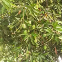 فروش انبه بدون هسته جنوب