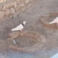 کبوتر طوقی