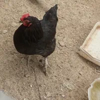 مرغ و خروس وجوجه