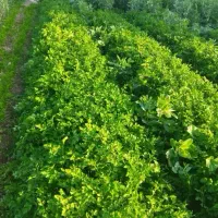 سبزی درجه یک تحویل درب خانه 7تومن