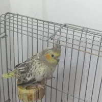 عروس هلندی مرواریدی ماده