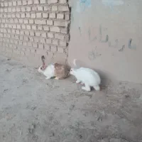 خرگوش به فروش می‌رسد