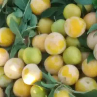 آلوزردتازه
