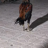 مرغ و خروس لاری
