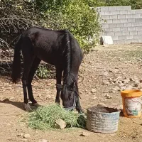 اسب|اسب و تجهیزات اسب‌سواری|دوگنبدان, |دیوار