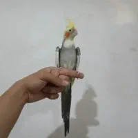 عروس‌هلندی نر رام و دستی