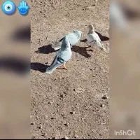 ۳ تا بدرنگ روشن|پرنده|بوئین زهرا, |دیوار