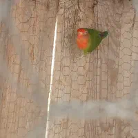طوطی برزیلی ماده