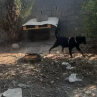 واگذاری سگ لوتوایلر