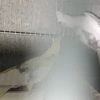 عروس هلندی|پرنده|شیروان (خراسان), |دیوار