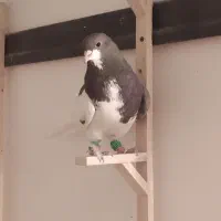 کبوتر پرشی صید