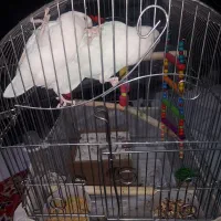 طوطی برزیلی نژاد مارال|پرنده|قروه, |دیوار