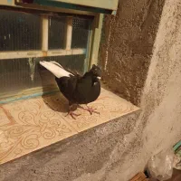 یک عدد سیاه دمسفید.معاوضه دارم