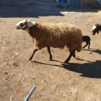 قوچ یک ساله  قیمت 35000000