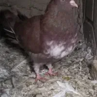 کبوتر نر|پرنده|ماهیدشت, |دیوار